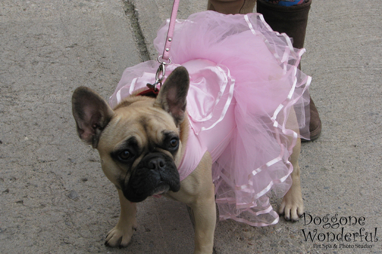 Frightfully Fun 2010: Frenchie Ballerina