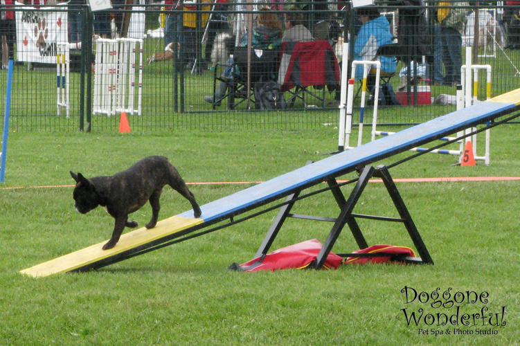 Agility: Teeter-Totter